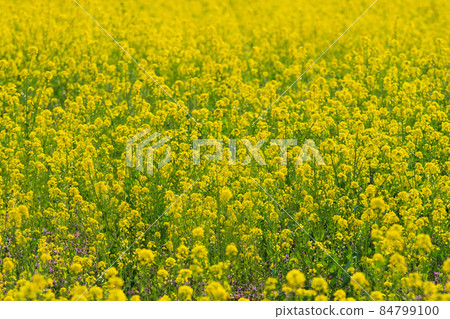 Rapeseed field Rapeseed field 84799100