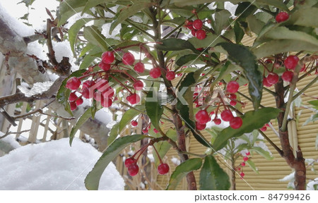 從雪下向外望去的植物 84799426