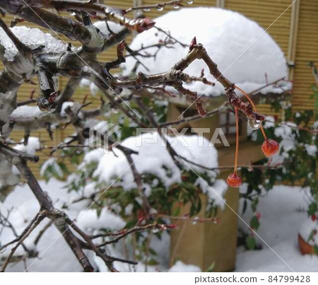 從雪下向外望去的植物 84799428