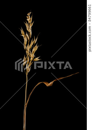 Ripe dried spikelet of oats isolated on black background. Single ear of grain with leaf. Ripe dried spikelet of oats isolated on black background. Single ear of grain with leaf. 84799661