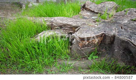 Tree stumps and grass with wide roots seen from the side 84800587