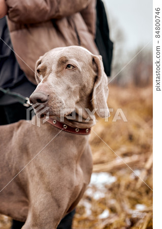 portrait of beautiful Weimaraner dog an autumn nature. Hunting dog outdoors 84800746