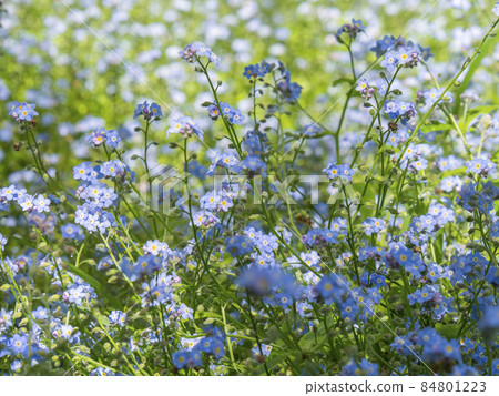 Blue flowers, forget-me-not flower fields in Australia Blue flowers, forget-me-not flower fields in Australia 84801223
