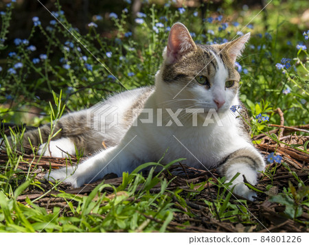 Cats and forgotten grass Cats relaxing in the woods Cats and forgotten grass Cats relaxing in the woods 84801226