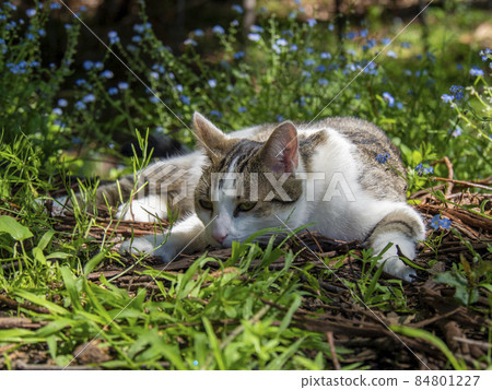 Cats and forgotten grass Cats relaxing in the woods Cats and forgotten grass Cats relaxing in the woods 84801227