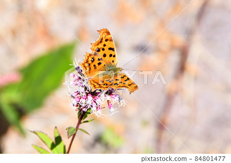 逗號,蝴蝶 逗號,蝴蝶 84801477