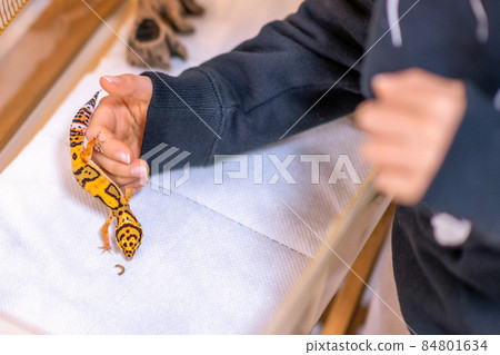 兒童生活方式小學生兒童寵物 兒童生活方式小學生兒童寵物 84801634