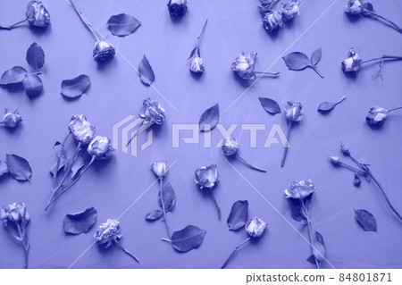 Floral pattern made of very peri bush roses in trendy color. Floral pattern made of very peri bush roses in trendy color. 84801871