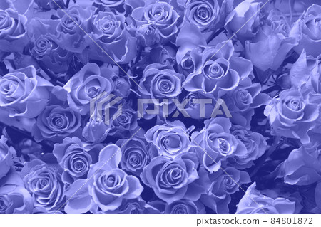 Very peri or violet roses as background. Spring pattern. Very peri or violet roses as background. Spring pattern. 84801872
