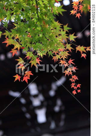 Autumn leaves Autumn leaves 84802118