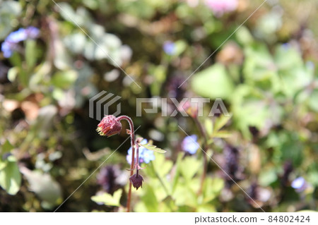 Furindaikonsou Geum Rivale Furindaikonsou Geum Rivale 84802424