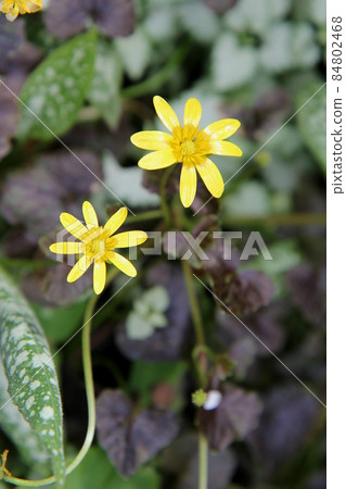 Yellow flower of Crow Lesser Celandine that grows even in the half shade 84802468