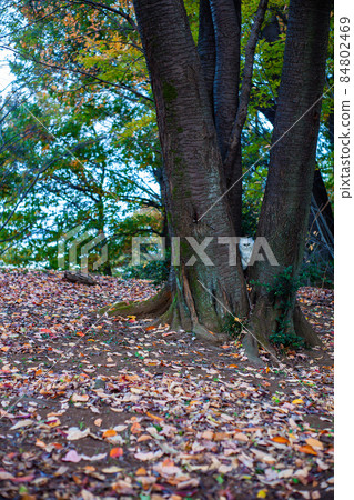 Persian cat in the tree Persian cat in the tree 84802469