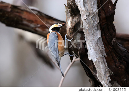Varied Tit, Hokkaido Wild Bird 84802555