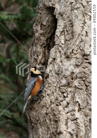 Varied Tit, Hokkaido Wild Bird Varied Tit, Hokkaido Wild Bird 84802559