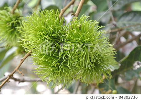 MALACCA, MALAYSIA -AUGUST 2014: Tropical fruit called rambutan or Nephelium lappaceum on August 11, 2014 at Malacca, Malaysia. Rambutan has sweet and tasty juice. MALACCA, MALAYSIA -AUGUST 2014: Tropical fruit called rambutan or Nephelium lappaceum on August 11, 2014 at Malacca, Malaysia. Rambutan has sweet and tasty juice. 84802730