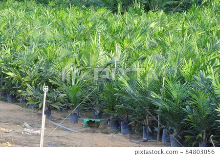 MALACCA, MALAYSIA -JANUARY 20, 2016: Seedlings of palm oil planted in the plastic bag before transfer it to the palm oil farm. MALACCA, MALAYSIA -JANUARY 20, 2016: Seedlings of palm oil planted in the plastic bag before transfer it to the palm oil farm. 84803056