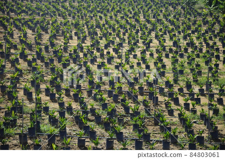 MALACCA, MALAYSIA -JANUARY 20, 2016: Seedlings of palm oil planted in the plastic bag before transfer it to the palm oil farm. MALACCA, MALAYSIA -JANUARY 20, 2016: Seedlings of palm oil planted in the plastic bag before transfer it to the palm oil farm. 84803061