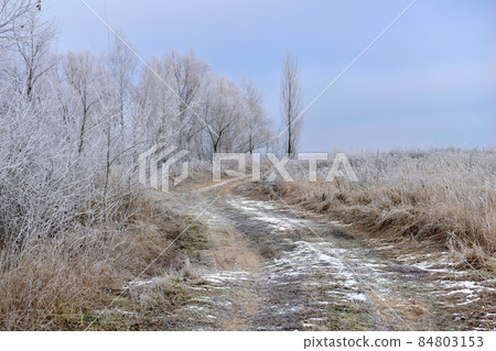 Rural road covered with snow and tall trees. Rural road covered with snow and tall trees. 84803153