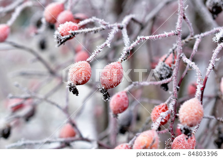 Rose hips are covered with frost in the early morning. Rose hips are covered with frost in the early morning. 84803396