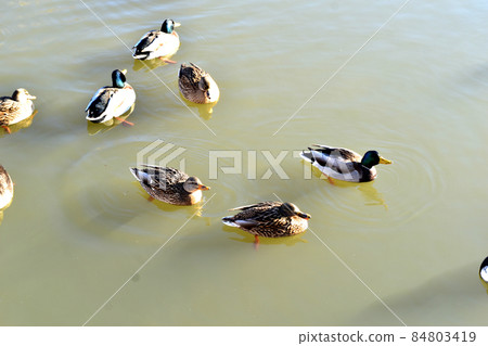 A flock of wild ducks is looking for food in the pond. 84803419