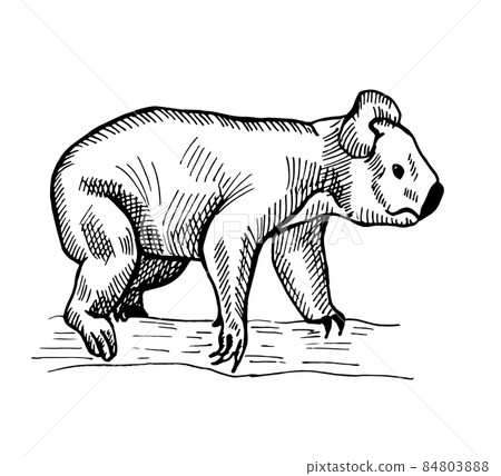 Vintage illustration of koala on isolated white background. Vector illustration animal from Australian. 84803888