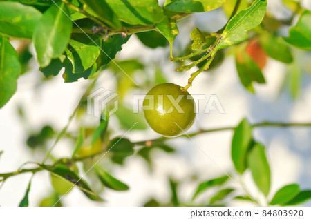 Kumquat , Kumquat plant or Cumquats or Citrus Japonica Thunb or RUTACEAE 84803920