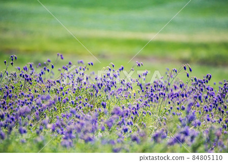 Fresh purple flowers of sage or Salvia divinorum in steppe Fresh purple flowers of sage or Salvia divinorum in steppe 84805110