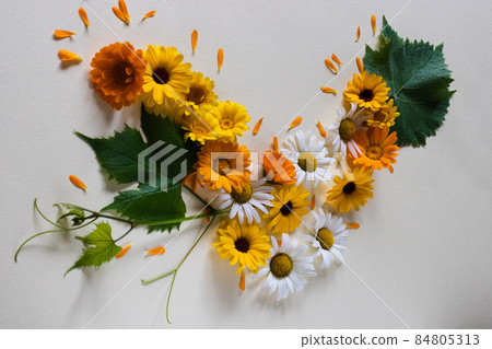 Summer bright flowers with green leaf in a shape of letter V. Medicinal herbs. Summer bright flowers with green leaf in a shape of letter V. Medicinal herbs. 84805313