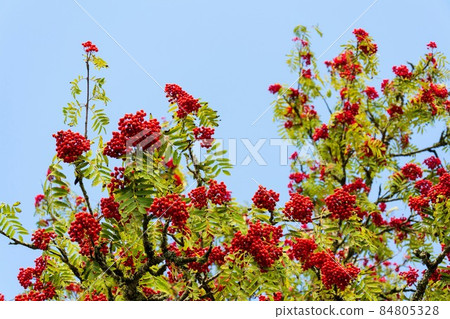 Rowan berry on mountain-ash deciduous tree, copy space on blue clear sky background, sunny day Rowan berry on mountain-ash deciduous tree, copy space on blue clear sky background, sunny day 84805328