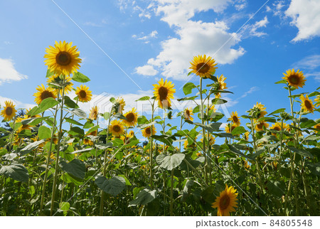 開放式花園中的向日葵田 84805548