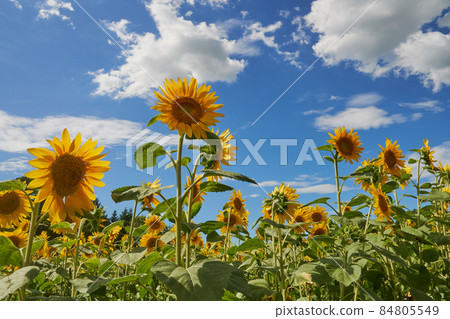 開放式花園中的向日葵田 84805549