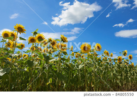 開放式花園中的向日葵田 開放式花園中的向日葵田 84805550