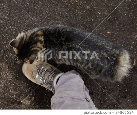 Kurilian Bobtail, a unique breed of cat 84805554