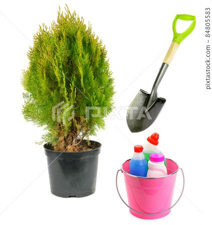 Thuja in a flower pot, a shovel and a set of fertilizers for growing conifers isolated on a white. Collage Thuja in a flower pot, a shovel and a set of fertilizers for growing conifers isolated on a white. Collage 84805583
