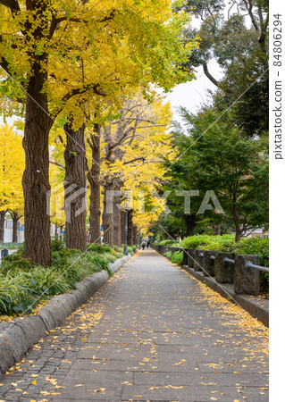 Yamashita Koen-dori Ginkgo Trees <Yokohama City, Kanagawa Prefecture> Yamashita Koen-dori Ginkgo Trees <Yokohama City, Kanagawa Prefecture> 84806294