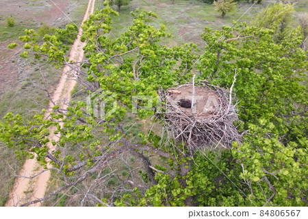 A view of nest of Haliaeetus albicilla or White-tailed Eagle 84806567