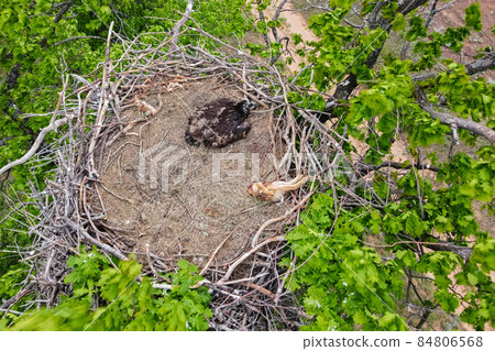 A view of nest of Haliaeetus albicilla or White-tailed Eagle 84806568