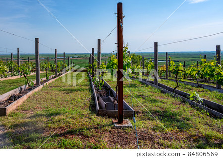 Beautiful vineyard on sunny day. Agricultural wine making concept 84806569