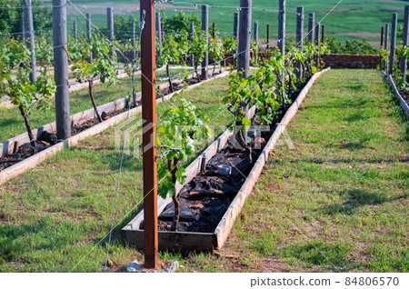 Beautiful vineyard on sunny day. Agricultural wine making concept 84806570