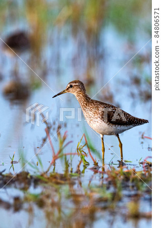 Tringa glareola or wood sandpiper in marshland 84806571