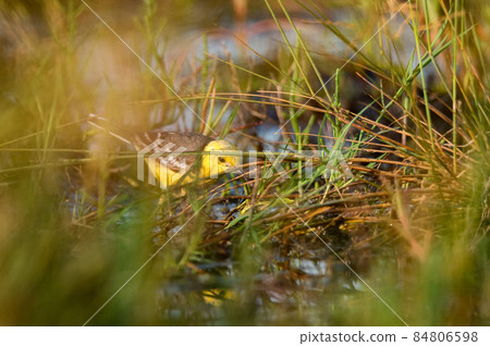 Motacilla citreola or Citrine Wagtail on a wetland 84806598