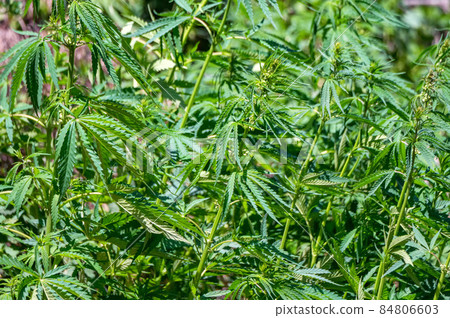 Close up of wild cannabis growing in nature 84806603