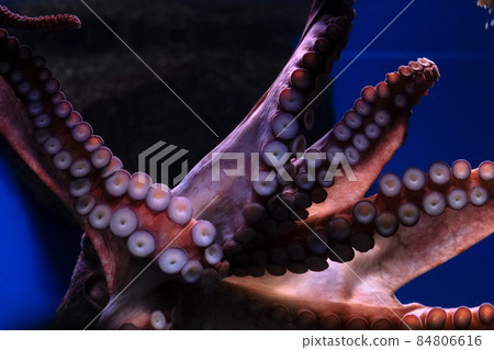 Enteroctopus dofleini or Giant Pacific Octopus close-up view of suckers Enteroctopus dofleini or Giant Pacific Octopus close-up view of suckers 84806616