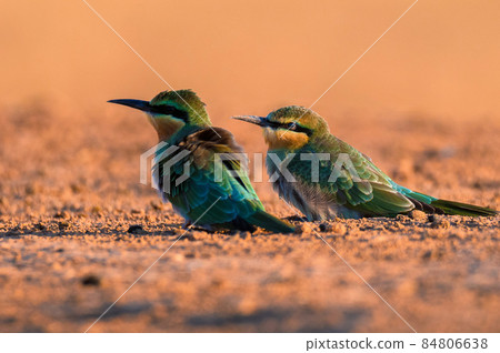 Merops persicus or blue-cheeked bee-eater sits on the branch 84806638