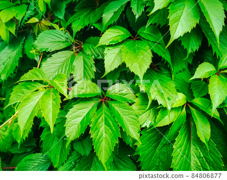 green vine leaves texture green ivy leaves wall background. nature texture plants green vine leaves texture green ivy leaves wall background. nature texture plants 84806877