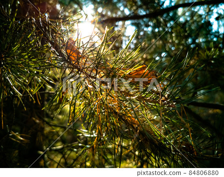 beautiful autumn background. sun rays illuminate the branch of a Christmas tree with needles in the forest. close-up beautiful autumn background. sun rays illuminate the branch of a Christmas tree with needles in the forest. close-up 84806880