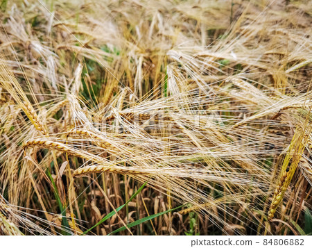 Close up of rye ears growing on the field. Summer landscape. Agriculture harvest. Countryside Close up of rye ears growing on the field. Summer landscape. Agriculture harvest. Countryside 84806882