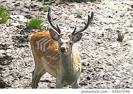 Pastel style "Ezo deer" illustration image Pastel style "Ezo deer" illustration image 84807046