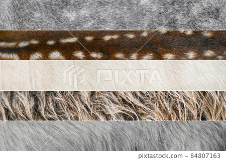 Collage of photos of wool and fur coat of different animals. Cow, sheep, goat, horse, donkey animals skin and fur close up Collage of photos of wool and fur coat of different animals. Cow, sheep, goat, horse, donkey animals skin and fur close up 84807163